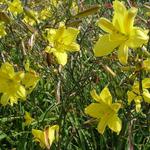 Hemerocallis 'Corky' - 