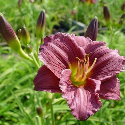 Hemerocallis 'Little Grapette' - Hemerocallis 'Little Grapette'