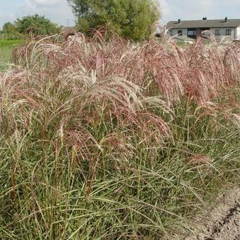 Miscanthus sinensis 'Kaskade'