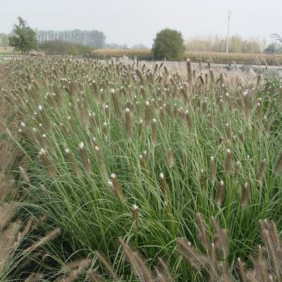 Pennisetum alopecuroides 'Japonicum' - 