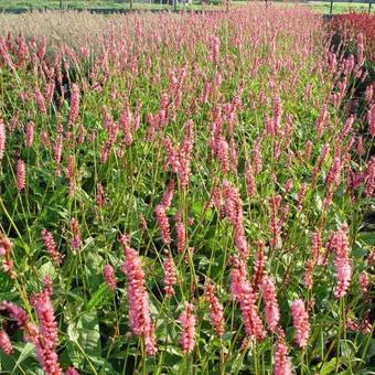 Persicaria amplexicaulis 'High Society'