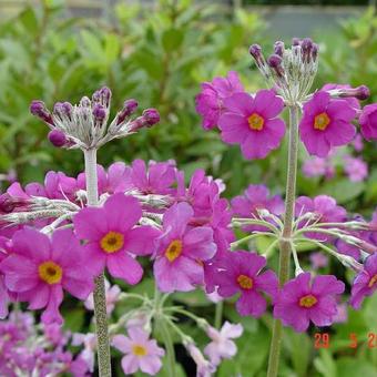 Primula beesiana