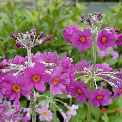 Primula beesiana - Primula beesiana