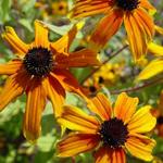 Rudbeckia triloba 'Prairie Glow' - Rudbeckia triloba 'Prairie Glow'