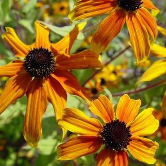 Rudbeckia triloba 'Prairie Glow'