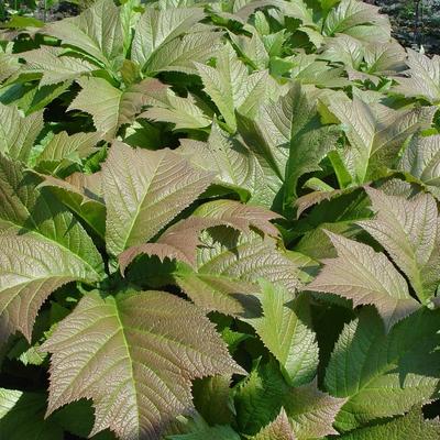 Rodgersia podophylla 'Rotlaub' - Rodgersia podophylla 'Rotlaub'