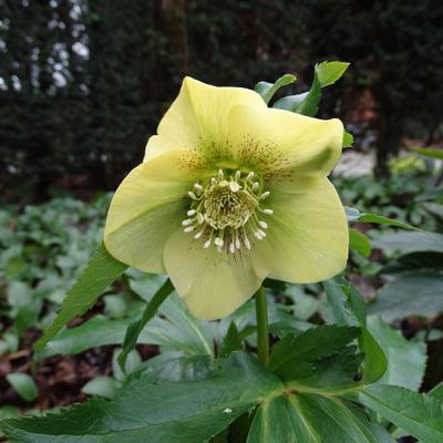 Helleborus orientalis 'Yellow LADY'