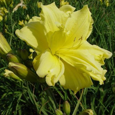 Hemerocallis 'Double River Wye' - Hemerocallis 'Double River Wye'