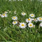 Pâquerette - Bellis perennis