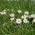 Bellis perennis