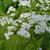 Brunnera macrophylla 'Betty Bowring'