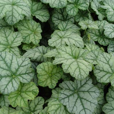 Heuchera 'Mint Frost' - Heuchera 'Mint Frost'