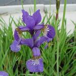 Iris sibirica 'Caesar's Brother' - 