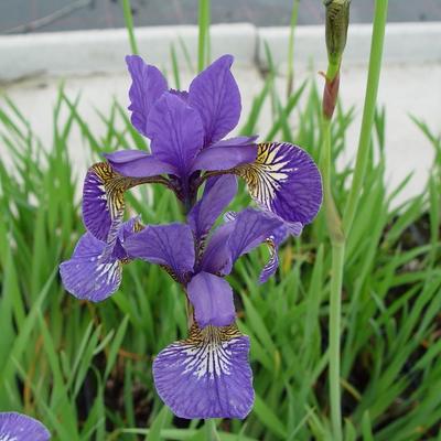 Iris sibirica 'Caesar's Brother' - Iris sibirica 'Caesar's Brother'