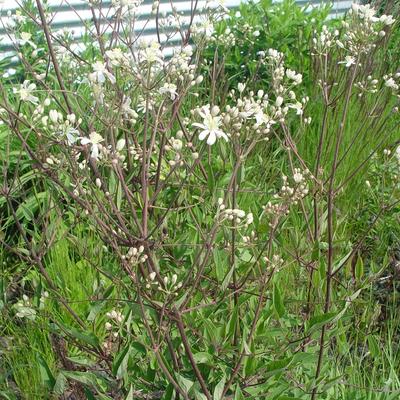 Clematis recta - 