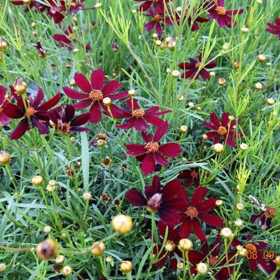 Coreopsis verticillata 'Red Satin' - Coreopsis verticillata 'Red Satin'