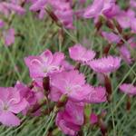 Dianthus gratianopolitanus 'Anneke' - 