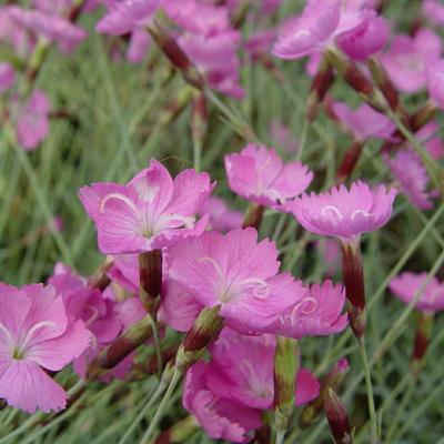 Dianthus gratianopolitanus 'Anneke' - 