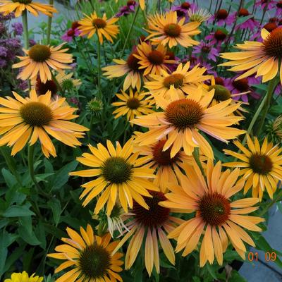 Echinacea purpurea 'Big Kahuna' - Echinacea purpurea 'Big Kahuna'