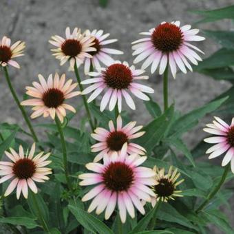 Echinacea purpurea JS  'Pink Saturn'