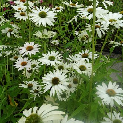 Echinacea purpurea 'JS White Prairie'