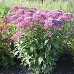 Eupatorium maculatum JS 'Humble' - Eupatorium maculatum JS 'Humble'