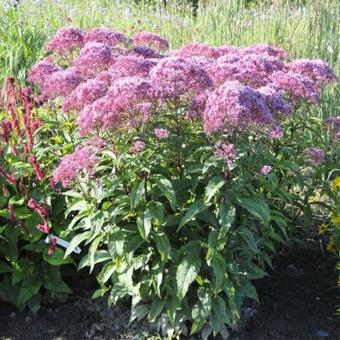 Eupatorium maculatum JS 'Humble'