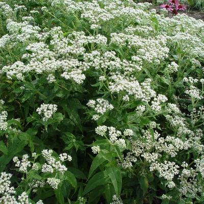 Durchwachsener Wasserdost - Eupatorium perfoliatum