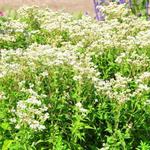 Eupatorium perfoliatum 'JS Witte Wolken' - 