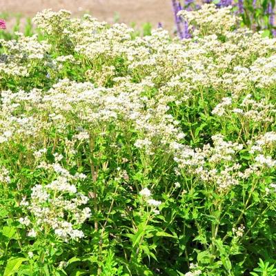 Eupatorium perfoliatum 'JS Witte Wolken'