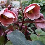 Helleborus x ericsmithii 'Pirouette' - 