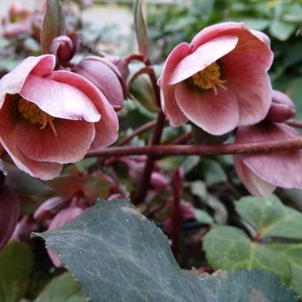 Helleborus x ericsmithii 'Pirouette'