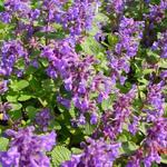 Nepeta racemosa 'Odeur Citron' - 