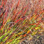 Panicum virgatum 'Black and Light' - 