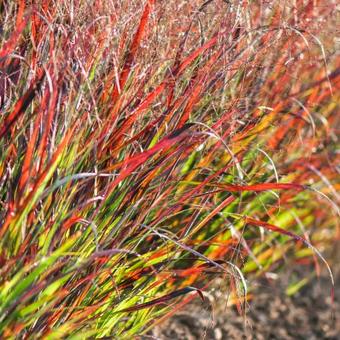 Panicum virgatum 'Black and Light'