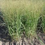 Panicum virgatum 'Buffalo Green' - 