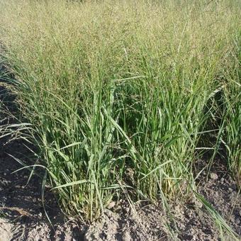 Panicum virgatum 'Buffalo Green'