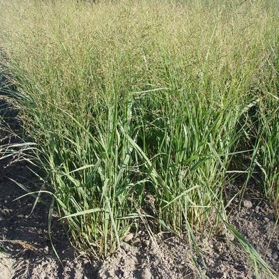 Panicum virgatum 'Buffalo Green'