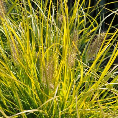 Pennisetum alopecuroides 'JS Jommenik' - Pennisetum alopecuroides 'JS Jommenik'