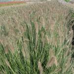 Pennisetum alopecuroides 'Penalope' - 