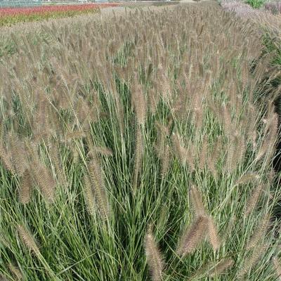 Pennisetum alopecuroides 'Penalope' - Pennisetum alopecuroides 'Penalope'