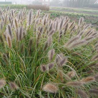 Pennisetum alopecuroides 'Red Head'