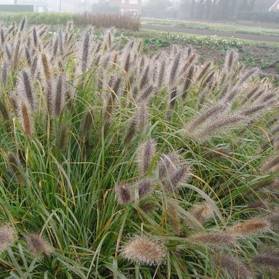 Pennisetum alopecuroides 'Red Head' - Pennisetum alopecuroides 'Red Head'