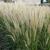 Pennisetum orientale 'Fairy Tails'