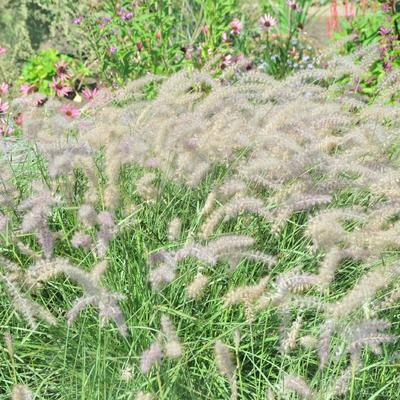 Pennisetum orientale 'JS Dance With Me'