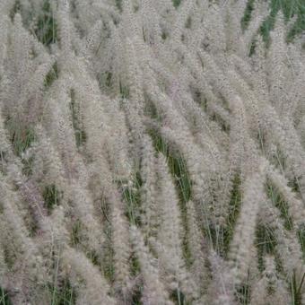 Pennisetum orientale 'Small Tails'