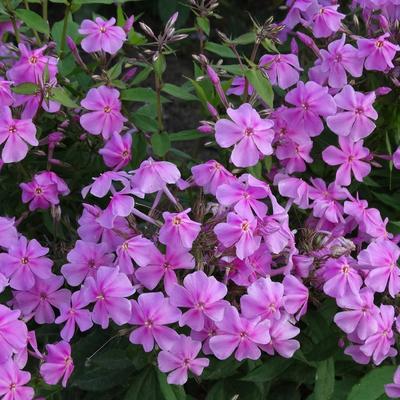 Phlox amplifolia 'Christine' - Phlox amplifolia 'Christine'