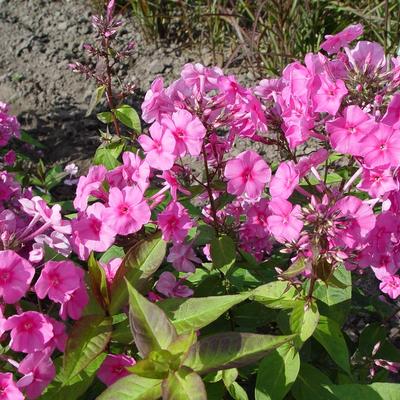 Phlox amplifolia 'Winnetou' - Phlox amplifolia 'Winnetou'