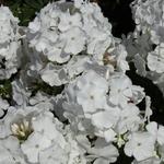 Phlox paniculata 'Anne' - 