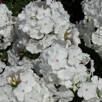 Phlox paniculata 'Anne'